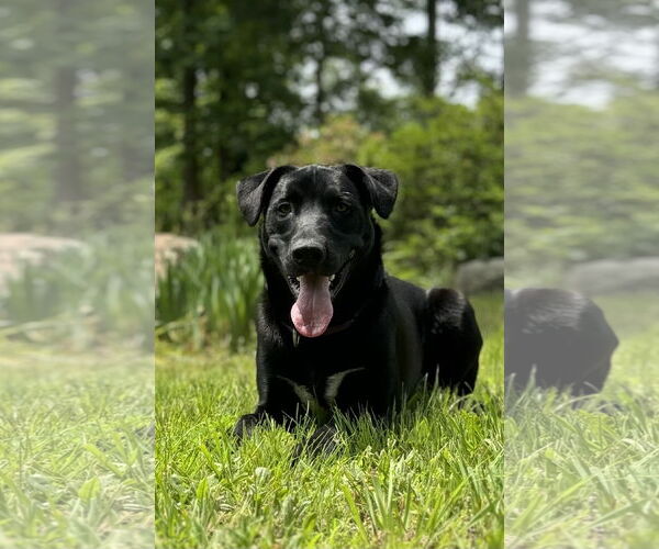 Medium Photo #1 Border Collie-Unknown Mix Puppy For Sale in Pottstown, PA, USA