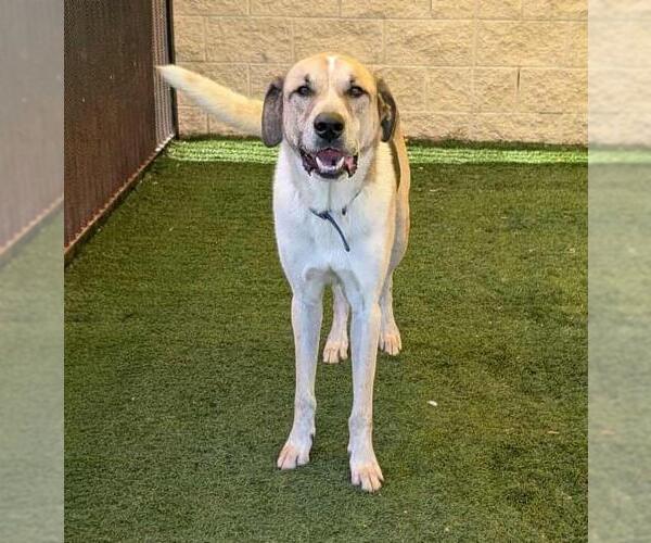 Medium Photo #11 Coonhound-Great Pyrenees Mix Puppy For Sale in Rockwall, TX, USA