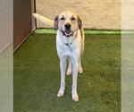Small Photo #11 Coonhound-Great Pyrenees Mix Puppy For Sale in Rockwall, TX, USA