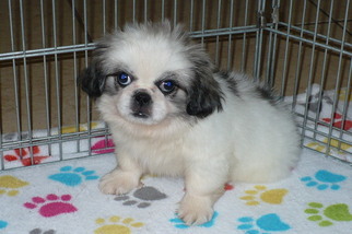 Pekingese Puppy for sale in ORO VALLEY, AZ, USA
