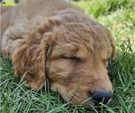 Small Photo #18 Golden Retriever Puppy For Sale in EARLHAM, IA, USA