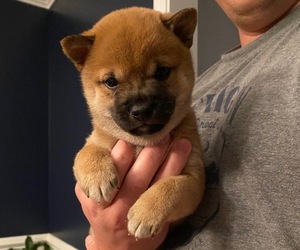 Shiba Inu Puppy for sale in LUGOFF, SC, USA