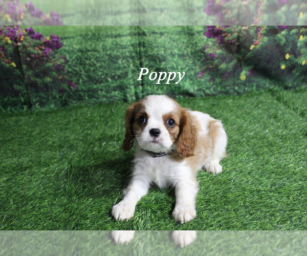 Medium Photo #13 Cavalier King Charles Spaniel Puppy For Sale in CHANUTE, KS, USA