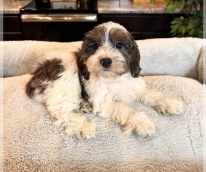 Cavapoo Puppy for sale in GREENWOOD, IN, USA