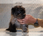 Small #35 Yorkiepoo mix (+ Poodle Toy)