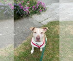 Small #7 Labrador Retriever-Staffordshire Bull Terrier Mix