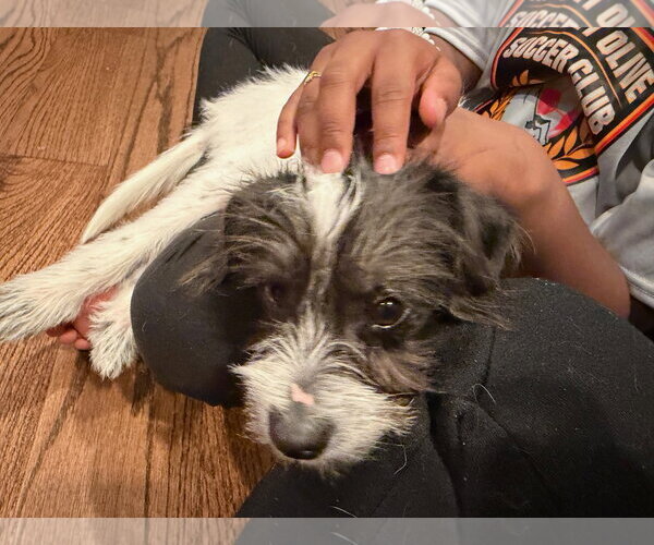 Medium Photo #7 Mutt Puppy For Sale in Rockaway, NJ, USA