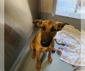 German Shepherd Dog-Unknown Mix Dogs for adoption in Orange, CA, USA