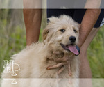 Small Photo #5 Golden Pyrenees-Poodle (Standard) Mix Puppy For Sale in ELLENBORO, NC, USA