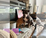 Small #12 American Staffordshire Terrier Mix