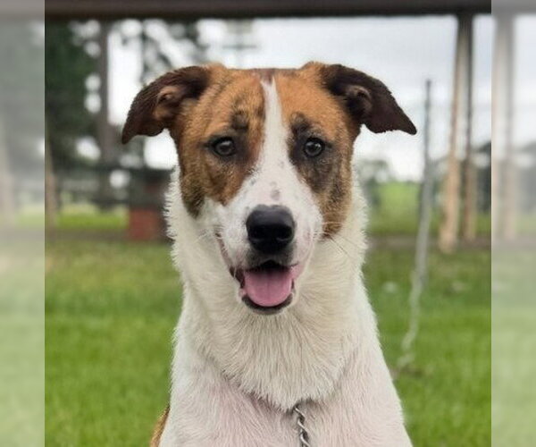 Medium Photo #1 Mutt Puppy For Sale in Lake Forest, CA, USA