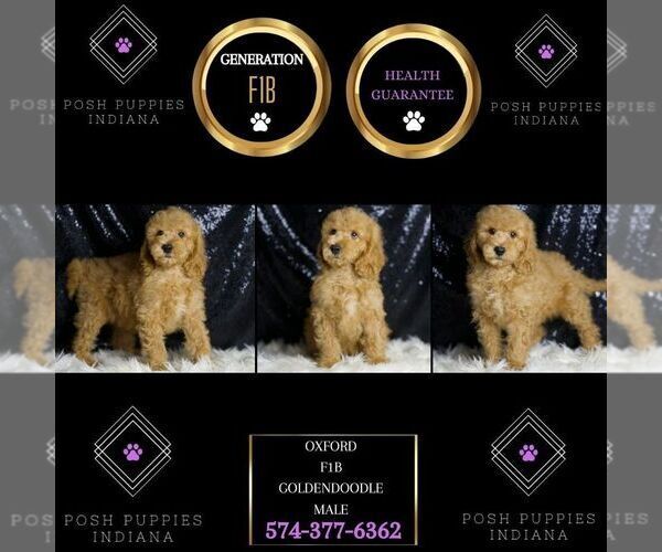 Medium Photo #6 Goldendoodle (Miniature) Puppy For Sale in WARSAW, IN, USA