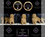 Small #5 Goldendoodle (Miniature)
