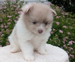 Small Photo #31 Pomeranian Puppy For Sale in GOSHEN, IN, USA
