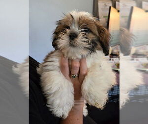 Lhasa Apso Dogs for adoption in Foristell, MO, USA