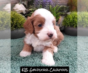 Medium Cavapoo (Miniature)