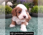 Puppy Puppy 2 Cavapoo (Miniature)