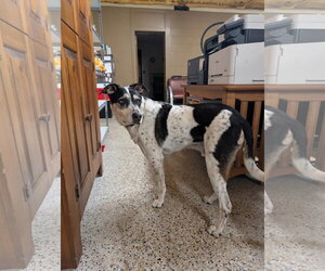 Jack (Bonded with Hunter) - Male Mutt Dog for Adoption - Photo #3
