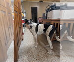 Small Photo #3 Mutt Puppy For Sale in Williamsburg, IA, USA