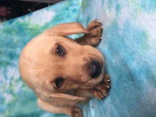 Labrador Retriever Puppy for sale in LORIS, SC, USA