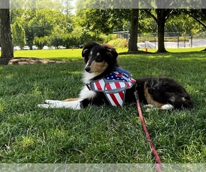 Collie Puppy for sale in EATON, IN, USA