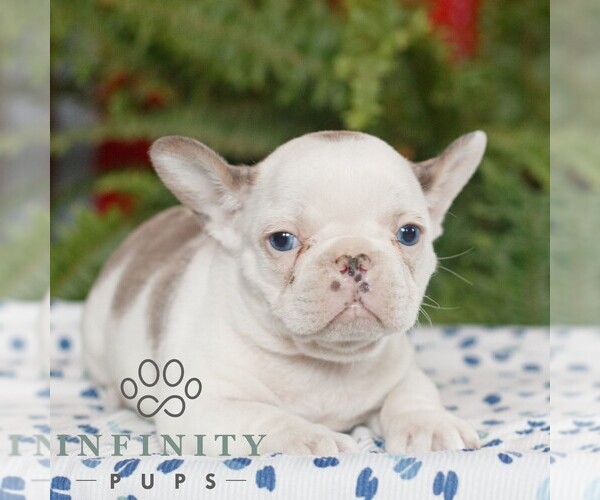 Medium Photo #4 French Bulldog Puppy For Sale in RONKS, PA, USA