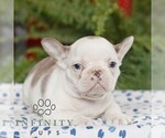Small #3 French Bulldog