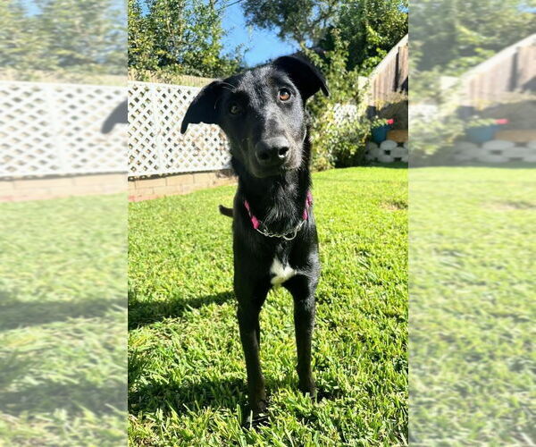 Medium Photo #3 Labrador Retriever-Unknown Mix Puppy For Sale in San Diego, CA, USA