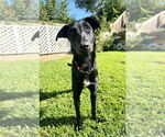 Small #2 Labrador Retriever Mix