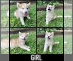 Small Photo #4 Siberian Husky Puppy For Sale in TALLAPOOSA, GA, USA
