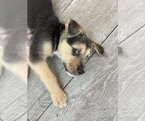 German Shepherd Dog-Unknown Mix Dogs for adoption in The Woodlands, TX, USA