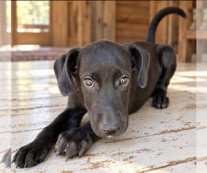 Toto ~ meet me! - Male Labbe Dog for Adoption - Photo #2