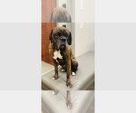 Small #2 Boxer