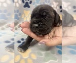 Small Photo #2 Cane Corso Puppy For Sale in LAVEEN, AZ, USA