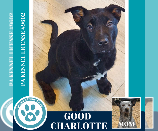 Medium Photo #14 Border Collie-Unknown Mix Puppy For Sale in Kimberton, PA, USA