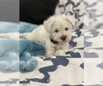 Small Photo #1 Schnauzer (Miniature) Puppy For Sale in RICHLAND, WA, USA