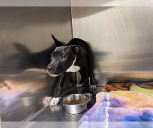 American Pit Bull Terrier Dogs for adoption in Decatur, IL, USA