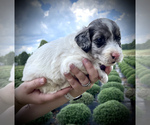 Small Photo #2 English Setterdoodle Puppy For Sale in LIBERTY, KY, USA