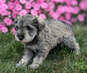 Schnauzer (Miniature) Puppy for sale in GOSHEN, IN, USA