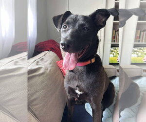 Labrador Retriever Dogs for adoption in Holly Springs, NC, USA