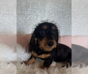 Dachshund Puppy for sale in STUART, FL, USA