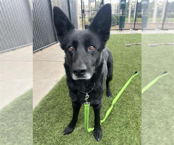 Medium Photo #4 German Shepherd Dog-Unknown Mix Puppy For Sale in Elk Grove, CA, USA