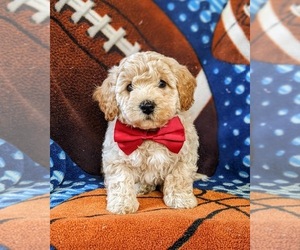 Bichpoo Puppy for sale in LINCOLN UNIV, PA, USA