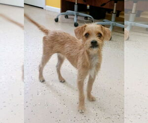 Chihuahua-Unknown Mix Dogs for adoption in York, SC, USA