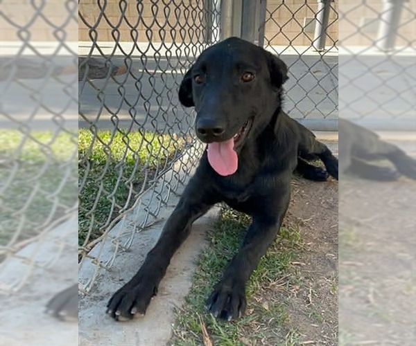 Medium Photo #2 Labrador Retriever-Unknown Mix Puppy For Sale in San Diego, CA, USA
