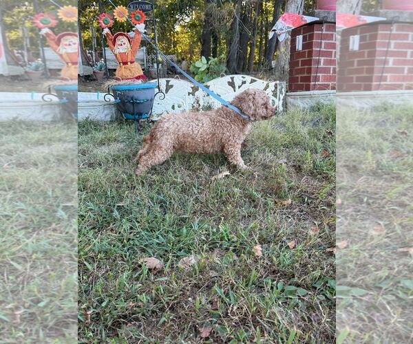 Medium Photo #3 Poodle (Miniature) Puppy For Sale in HOPKINSVILLE/PRINCETON, KY, NH, USA