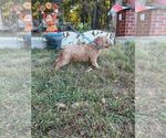 Small Photo #3 Poodle (Miniature) Puppy For Sale in HOPKINSVILLE/PRINCETON, KY, NH, USA