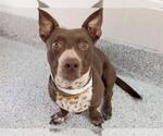 SPOT - Male Dachsador Dog for Adoption - Small photo