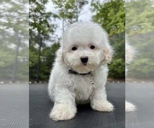Poodle (Toy) Puppy for sale in ATLANTA, GA, USA