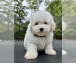 Small Poodle (Toy)